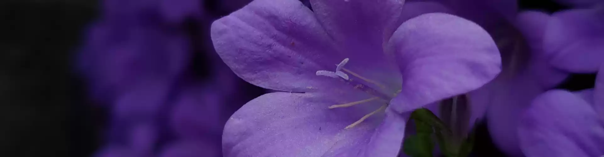 #13-Violet Crown Chakra - Online Class by Jamie Butler