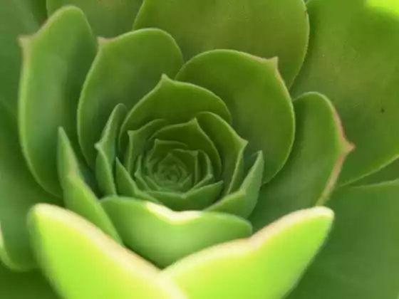 #10-Green Heart Chakra